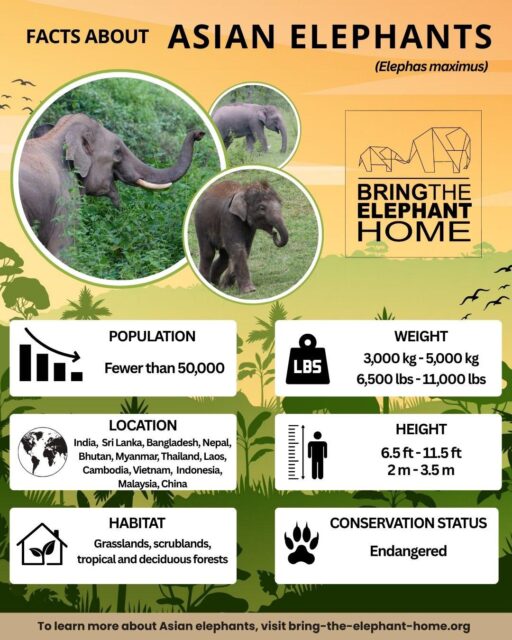 Did you know? 🐘 Asian elephants are the largest land mammals in Asia, yet they now roam in only 15% of their historical range. That’s one big problem… but we’re working on big solutions! 🌿  At Bring The Elephant Home, we partner with local communities and researchers in Kuiburi National Park, Thailand, to restore elephant habitats and promote peaceful coexistence between people and elephants. 🤝💚  You can learn more about the elephants of Kuiburi and support our critical work by symbolically adopting an Asian elephant: link in bio!  #AsianElephants #HumanElephantCoexistence #ElephantConservation #BringTheElephantHome #WildlifeConservation #CommunityConservation #HabitatRestoration #ThailandWildlife #ConservationInAction #AdoptAnElephant