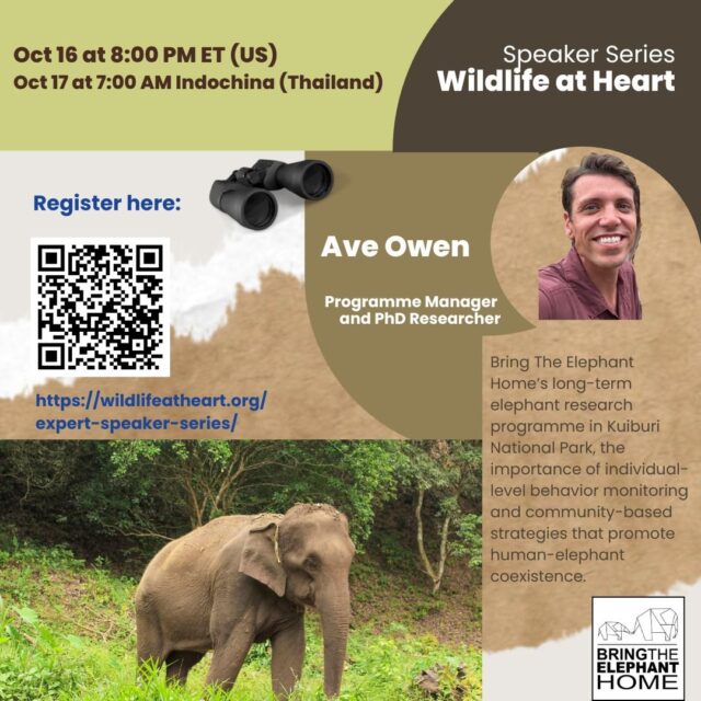 📣 Join us for a special event! Our Programme Manager and PhD Candidate, Ave Owen, will be speaking in the Wildlife at Heart expert speaker series! During the online event, Ave will discuss Bring The Elephant Home’s long-term elephant research programme in Kuiburi National Park, the importance of individual-level behavior monitoring and community-based strategies that promote human-elephant coexistence.  🗓️ Oct 16, 8 PM ET / Oct 17, 7 AM ICT
🎟️ Register → link in bio  #ElephantConservation #WildlifeAtHeart #BringTheElephantHome #HumanElephantCoexistence #ConservationScience #FieldResearch #KuiBuri #WildlifeTalks #PhDCandidate #CommunityConservation #ElephantResearch #SpeakerSeries #BTEH