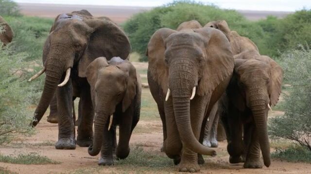🐘 Help Us Raise $7,500 for Elephants This October! Elephants are at risk of extinction due to habitat loss, poaching, and rising human–elephant conflict. This month, we’re raising $7,500 USD to strengthen our elephant research and coexistence programs. From camera traps and field supplies to beehives that help people and elephants live safely together.  Your support makes a real difference.
Benevity users: your company can match your gift!
US donors: your gift is tax-deductible through our 501(c)(3) partner, the Elephant Conservation & Research Fund.  🎥 Watch and share the video. Every view and donation brings us closer to a safer future for elephants. Link in bio to donate!  #BringTheElephantHome #SaveElephants #CoexistenceInAction #WildlifeConservation #Fundraiser #Benevity